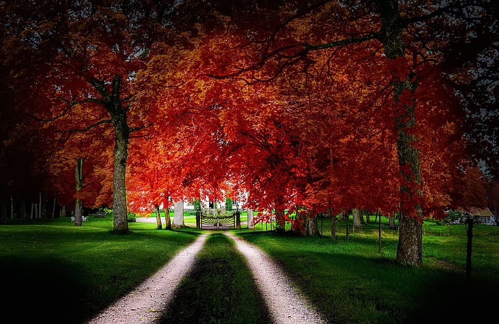 Route, feuilles, automne, grands arbres orange, route, arbres, feuilles, maison, herbe, cour, automne, portail, Fond d'écran HD