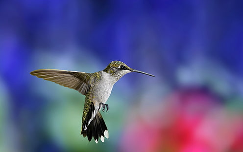 Colibri Bird, HD papel de parede HD wallpaper