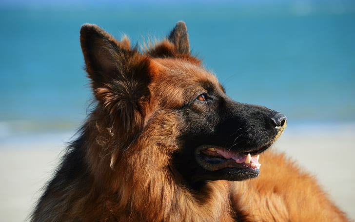 Gembala Jerman, latar belakang anjing, berambut panjang, unduh 3840x2400 gembala jerman, Wallpaper HD