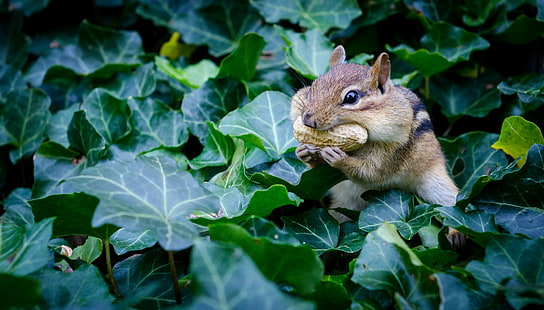 Eichhörnchen, Tiere, HD-Hintergrundbild HD wallpaper