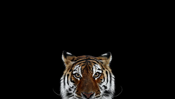 kucing, kucing besar, hewan, harimau, fotografi, mamalia, latar belakang sederhana, Wallpaper HD