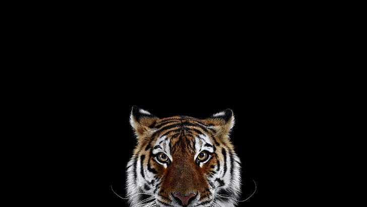 fotografia, mamíferos, gato, tigre, fundo simples, grandes felinos, animais, HD papel de parede