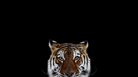 fotografía, mamíferos, gato, tigre, fondo simple, grandes felinos, animales, Fondo de pantalla HD HD wallpaper