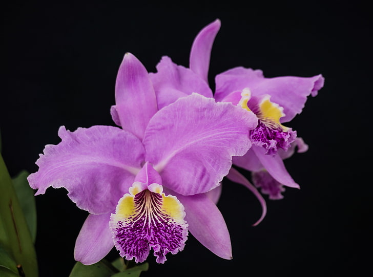 Cattleya Lueddemanniana Orchids Kwiaty, różowa orchidea, przyroda, kwiaty, kwiat, orchidea, flor, orchidace, orquidea, cattleyalueddemannianavar, josepestana, Tapety HD