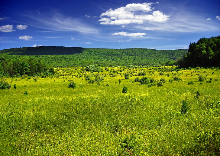 green fields during daytime, Skylight, green fields, daytime, New Jersey, Sussex County, Walpack, Wallpack, Kittatinny Mountain, Delaware Water Gap National Recreation Area, landscape, field, meadow, sky, clouds, cumulus, rural, spring, bright light, creative commons, Appalachian Mountains, nature, summer, rural Scene, outdoors, tree, grass, green Color, hill, scenics, blue, forest, land, agriculture, pasture, plant, cloud - Sky, farm, sunlight, beauty In Nature, HD wallpaper