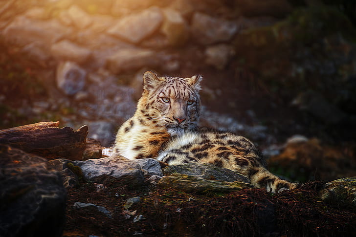 snow leopard, animals, predator, hd, HD wallpaper