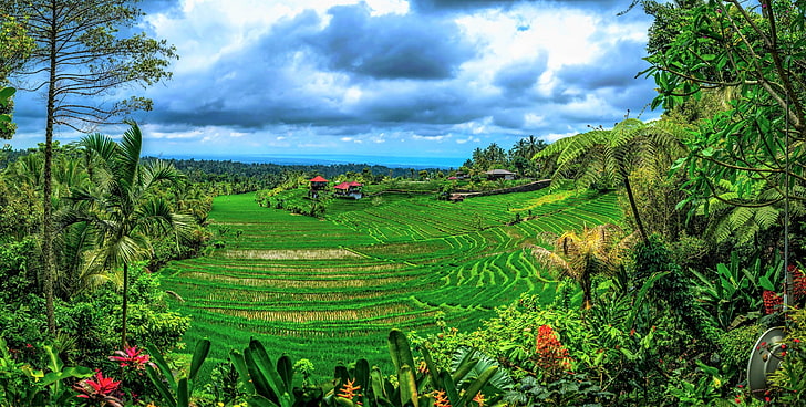 bali, earth, green, indonesia, landscape, rice, terrace, tree, tropical, HD wallpaper