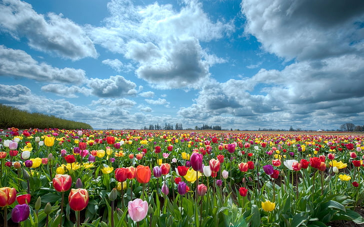 pole tulipanów w różnych kolorach, tulipany, kwiaty, pole, niebo, chmury, horyzont, natura, Tapety HD