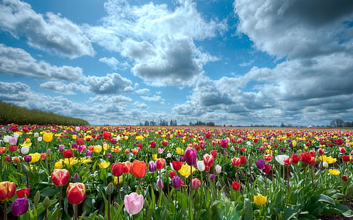 цветочное поле тюльпанов разных цветов, тюльпаны, цветы, поле, небо, облака, горизонт, природа, HD обои HD wallpaper