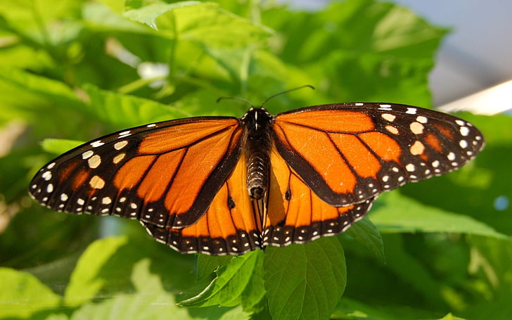 motyl monarcha, motyl, owad, liście, Tapety HD