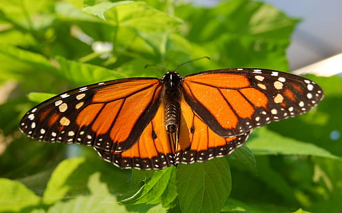 borboleta monarca, borboleta, inseto, folhas, HD papel de parede HD wallpaper