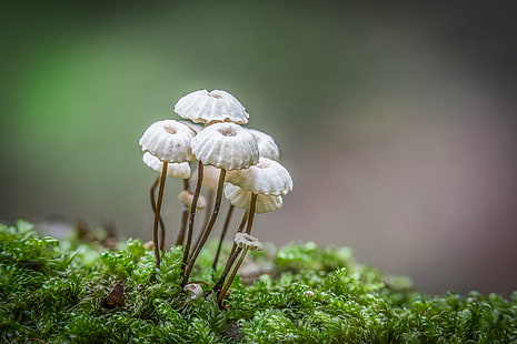 selective focus photo of white and brown mushrooms, marasmius, marasmius, Marasmius rotula, selective focus, photo, white, brown, mushrooms, marasmius  rotula, champignon, Canon EOS 6D, canon 6D, fungi, forest, fungus, green, mushroom, macro, mycology, moss, nature, Pilz, bokeh, plant, close-up, season, growth, HD wallpaper HD wallpaper