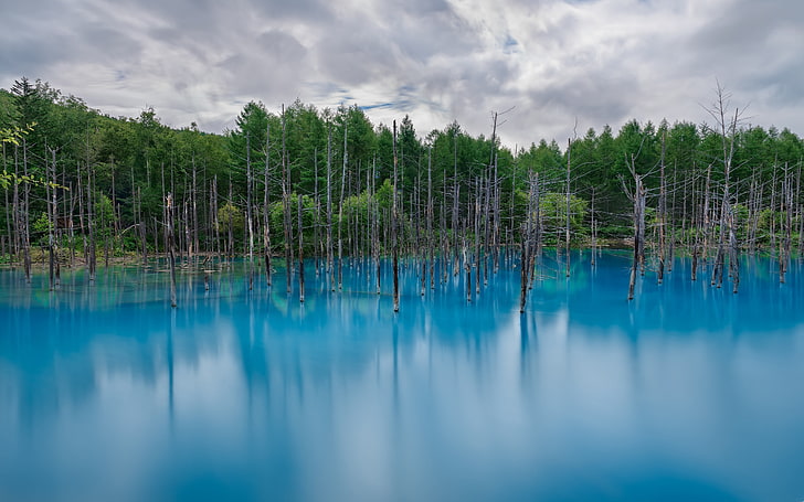 물, 자연, 호수, 반사, 풍경, 숲의 시체 근처 푸른 나무, HD 배경 화면