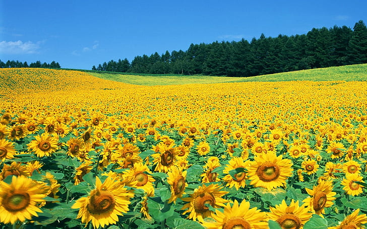 Sunflower Field Pictures Background Wallpaper Hd Sunflower Field Pictures, Sfondo HD
