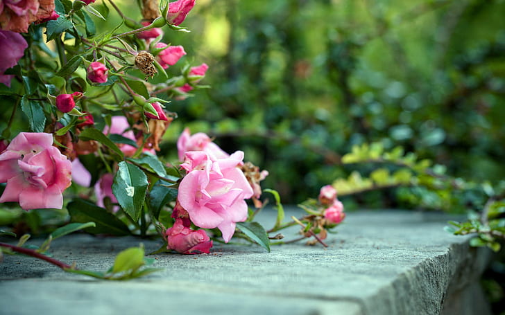Różowe róże na ziemi, Pink, Rose, Ground, Tapety HD