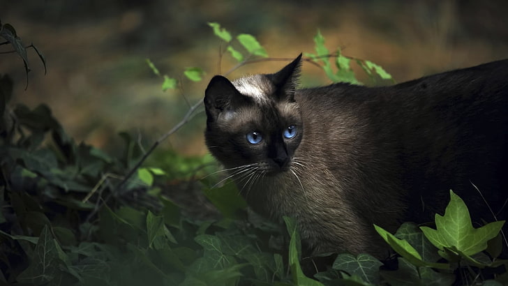 short-haired black and gray cat, cat, siamese, grass, blue, HD wallpaper