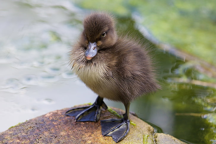 brown and black duckling, duckling, paws, toddler, HD wallpaper