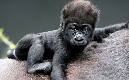 black baby gorilla, monkey, baby, gorilla, hair, HD wallpaper HD wallpaper