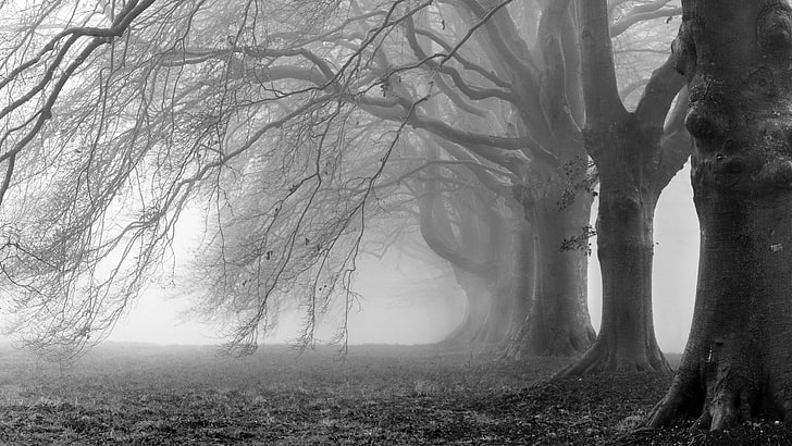 trees, fog, monochrome, black and white, misty, HD wallpaper