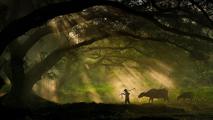 Nature, Landscape, Trees, Branch, Men, Animals, Cows, Sun Rays, Moss, Silhouette, Shepherd, Photography, nature, landscape, trees, branch, men, animals, cows, sun rays, moss, silhouette, HD wallpaper