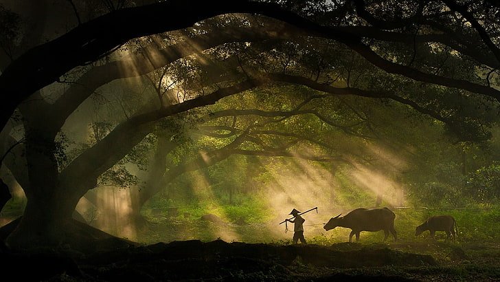 man walking in The forest during day time, nature, landscape, trees, forest, branch, men, animals, cow, sun rays, moss, silhouette, shepherd, photography, Sony, HD wallpaper