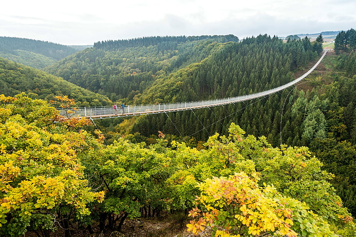 autumn, forest, trees, bridge, Germany, valley, abyss, cable car, pendant, Geierlay, HD wallpaper
