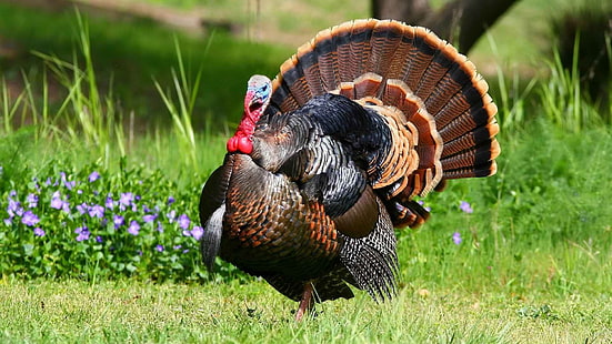 black and brown turkey, turkey, grass, feathers, bird, HD wallpaper HD wallpaper