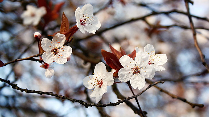 almond, bunga, pohon, Wallpaper HD