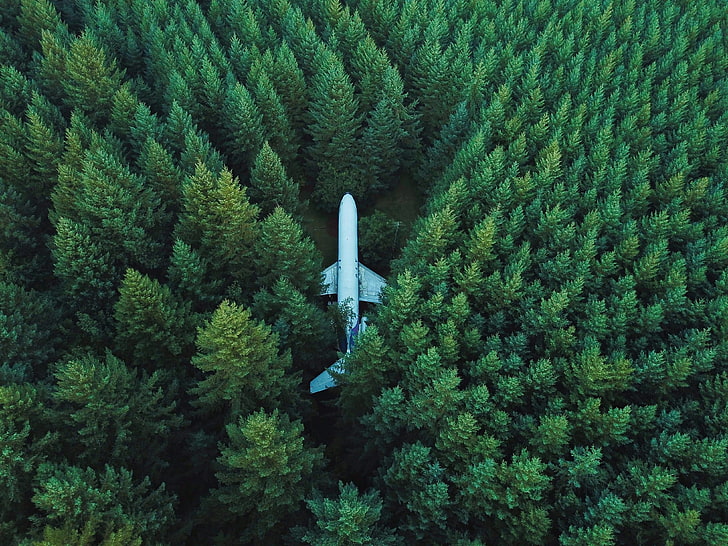 las, samolot, widok z góry, przyroda, Tapety HD