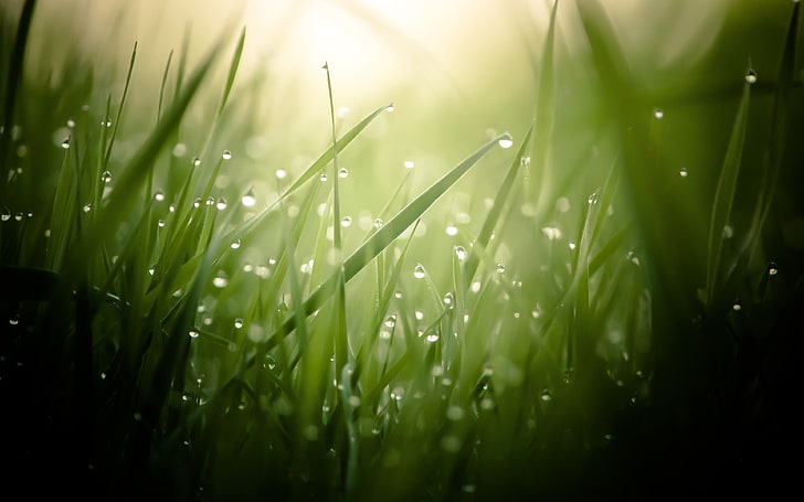 campo de hierba verde, hojas, gotas de agua, macro, plantas, Fondo de pantalla HD