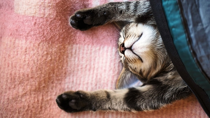 gray tabby cat, cat, animals, stretching, blankets, HD wallpaper