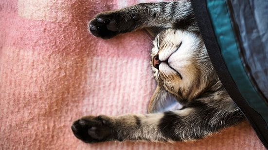 gray tabby cat, cat, animals, stretching, blankets, HD wallpaper HD wallpaper