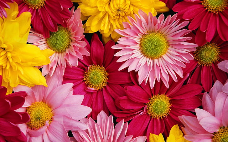 Brightly colored chrysanthemums, Brightly, Colored, Chrysanthemums, HD wallpaper