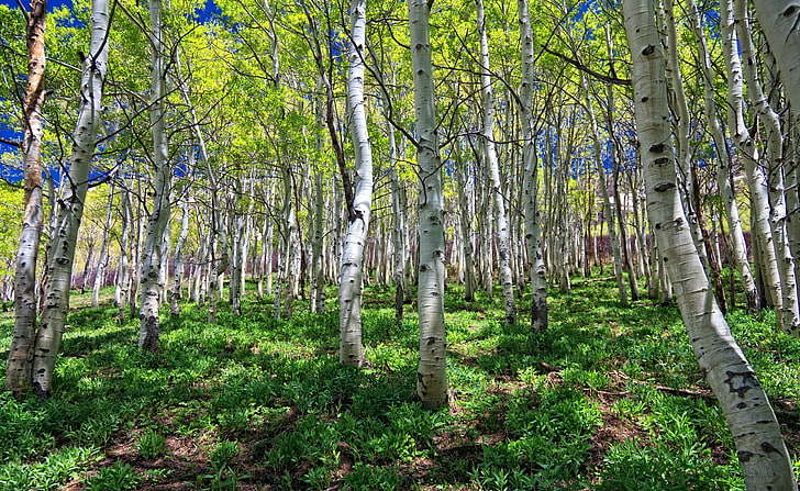 بيرش جروف ، عشب أخضر ، طبيعة ، غابات ، بستان ، بتولا، خلفية HD