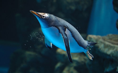 бял и черен пингвин, пингвини, птици, под вода, HD тапет HD wallpaper