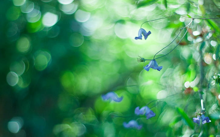 Цветя Макро Синьо Боке Природа, цветя, макро, синьо, боке, природа, HD тапет