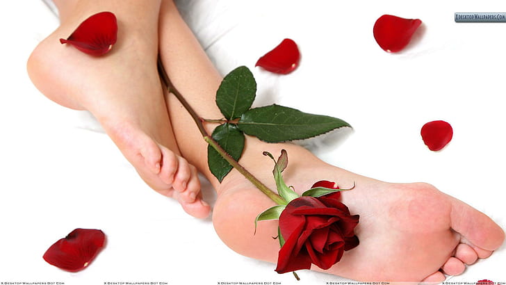 Lovely Feet & A Rose, feet, rose, petals, 3d and abstract, HD wallpaper