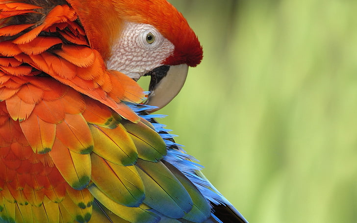 orange and yellow parrot, parrot, feathers, beak, colorful, HD wallpaper