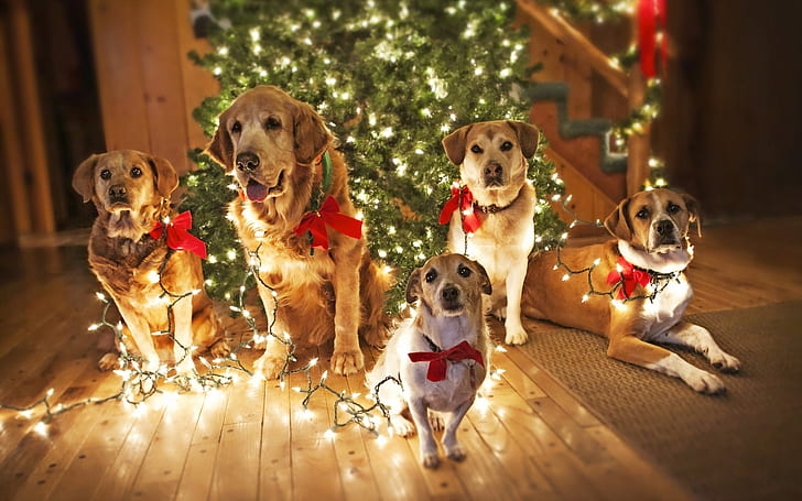 Psy czekające na Świętego Mikołaja, szczeniak, słodkie psy, zabawne tło, lampki choinkowe, Tapety HD