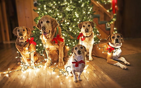 Dogs Waiting for Santa, puppy, cute dogs, funny background, christmas lights, HD wallpaper HD wallpaper