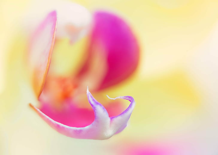 Fotografía macro de capullos de orquídeas de polilla blanca y rosa, orquídea, núcleo, fotografía macro, blanco, rosa, orquídea de polilla, flor de orquídea, capullos, orquídeas, amarillo, flores, floral, primer plano, Denver Botanic Gardens, Colorado, Zerene, apilador,enfoque de apilamiento, abstracto, Fondo de pantalla HD