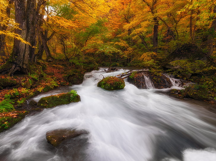 Dreaming in Color, river landscape, Seasons, Autumn, Nature, Colorful, Landscape, Gorge, River, Leaves, Lake, Water, Stream, Japan, Long, Rocks, Exposure, prefecture, aomori, longexposure, towada, aomoriprefecture, oirase, HD wallpaper