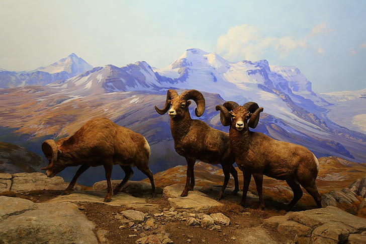 Grass, nature, horns, desert bighorn sheep, HD wallpaper | Wallpaperbetter