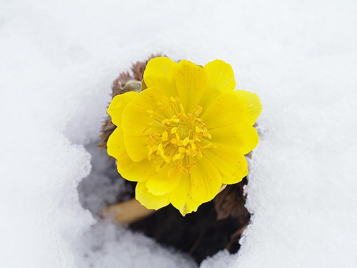 yellow aconite flower, flower, yellow, snow, primroses, awakening, HD wallpaper