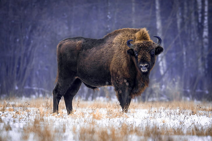 Animal, American Bison, Wildlife, HD wallpaper