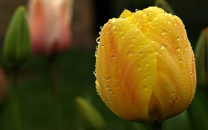 Colour Of Friendship, yellow, tulip, nature, beautiful, 3d and abstract, HD wallpaper