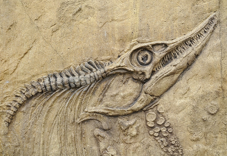 ископаемый динозавр, сакэ, камень, водное животное, ископаемые кости, HD обои