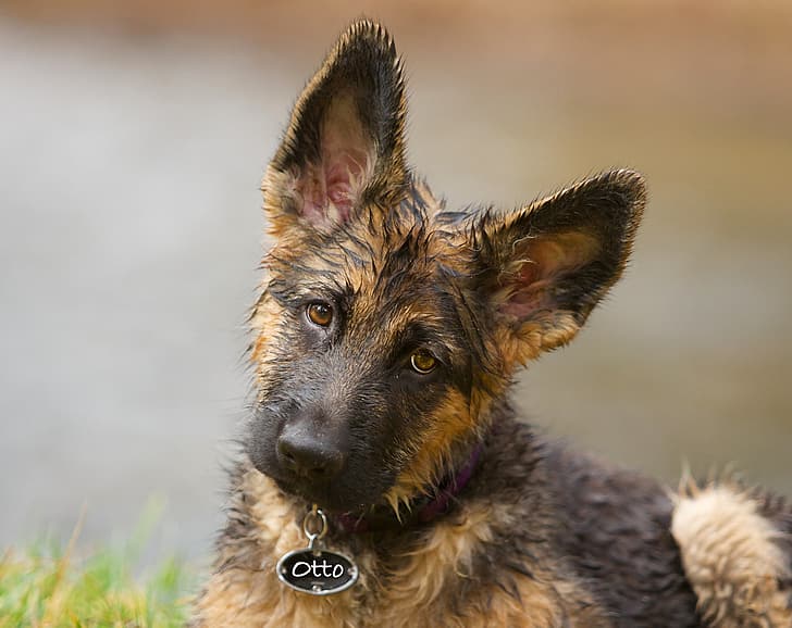 look, face, background, dog, puppy, ears, German shepherd, HD wallpaper