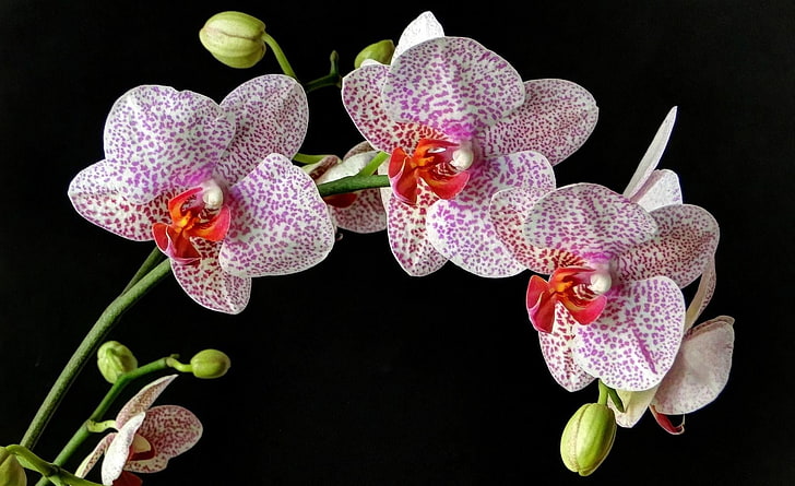 white and purple flowers, orchid, spotted, sidetrack, black background, HD wallpaper