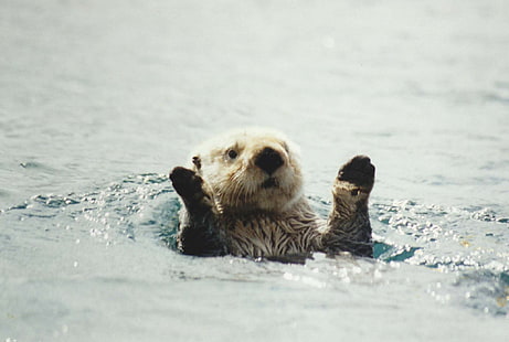 7, Ozean, Otter, Meer, HD-Hintergrundbild HD wallpaper